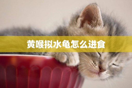黃喉擬水龜怎么進食
