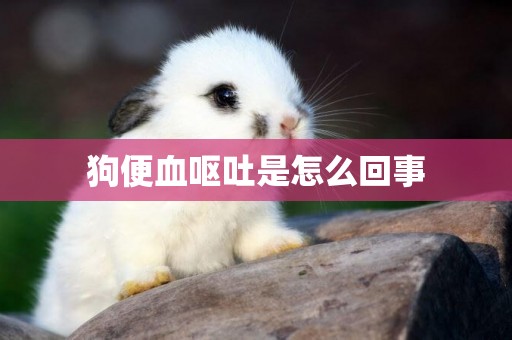 狗便血嘔吐是怎么回事