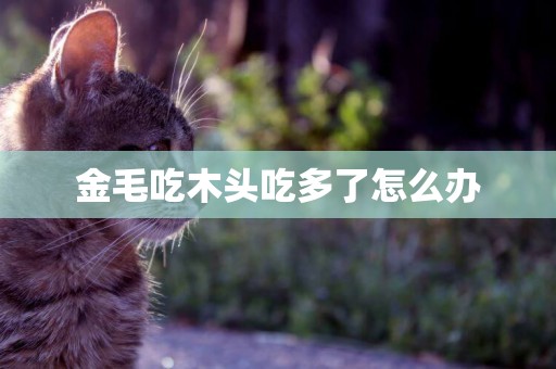 金毛吃木頭吃多了怎么辦