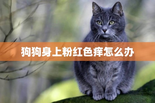 狗狗身上粉紅色癢怎么辦