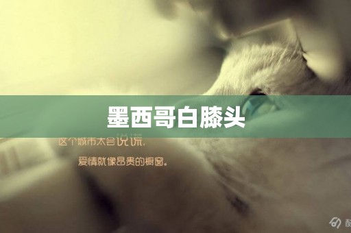 墨西哥白膝頭