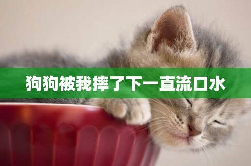 狗狗被我摔了下一直流口水