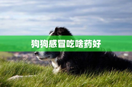 狗狗感冒吃啥藥好