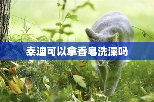 泰迪可以拿香皂洗澡嗎