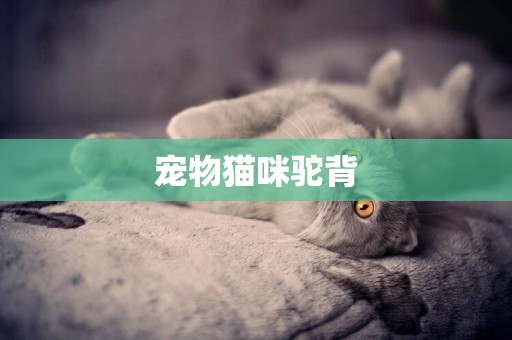 寵物貓咪駝背
