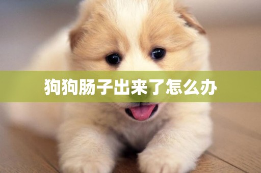 狗狗腸子出來了怎么辦