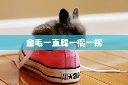 金毛一直腿一瘸一拐
