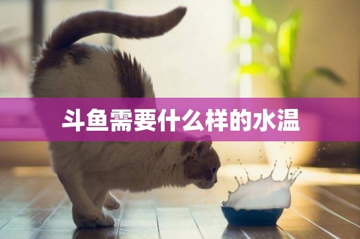 斗魚需要什么樣的水溫