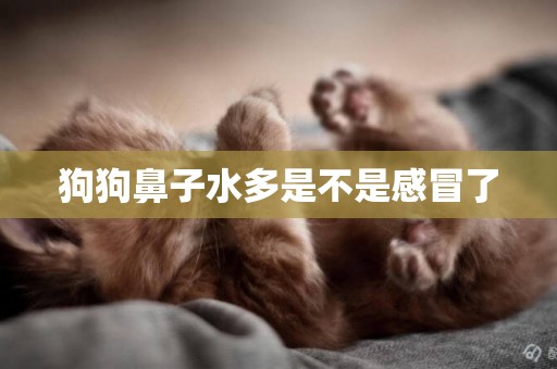 狗狗鼻子水多是不是感冒了