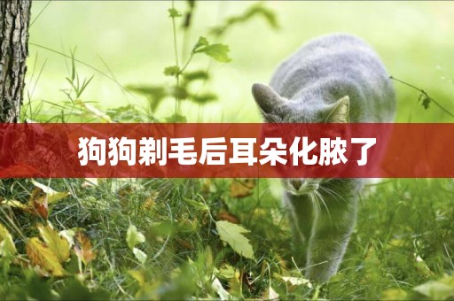 狗狗剃毛后耳朵化膿了