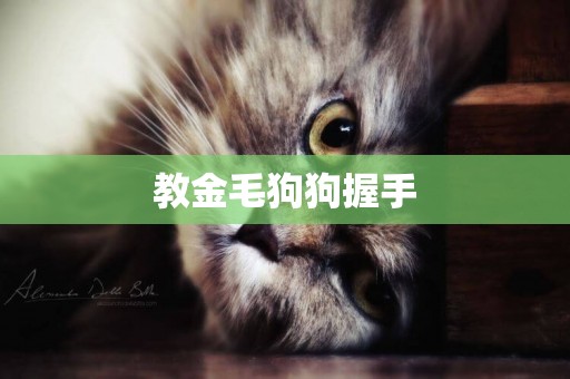 教金毛狗狗握手