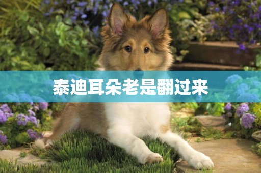 泰迪耳朵老是翻過來