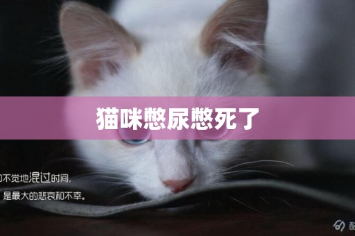 貓咪憋尿憋死了