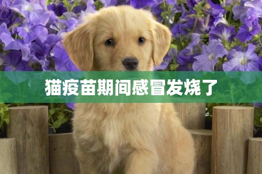 貓疫苗期間感冒發燒了