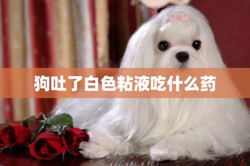 狗吐了白色粘液吃什么藥