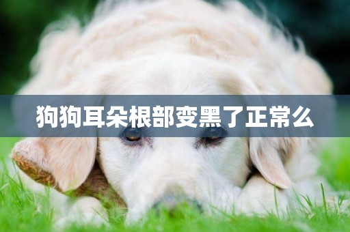 狗狗耳朵根部變黑了正常么