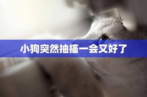 小狗突然抽搐一會又好了