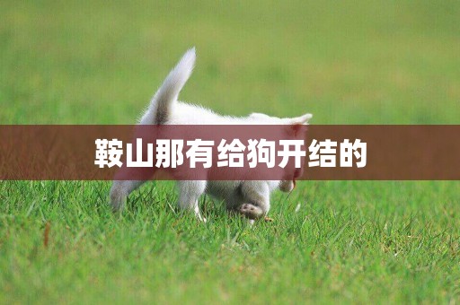 鞍山那有給狗開結的
