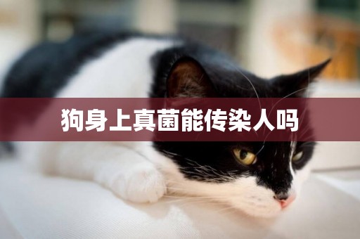 狗身上真菌能傳染人嗎