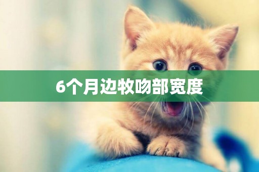 6個月邊牧吻部寬度