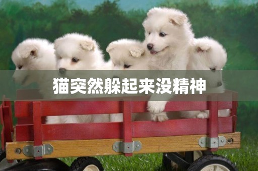 貓突然躲起來沒精神