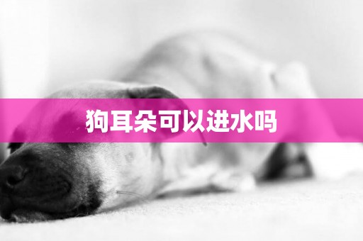 狗耳朵可以進水嗎