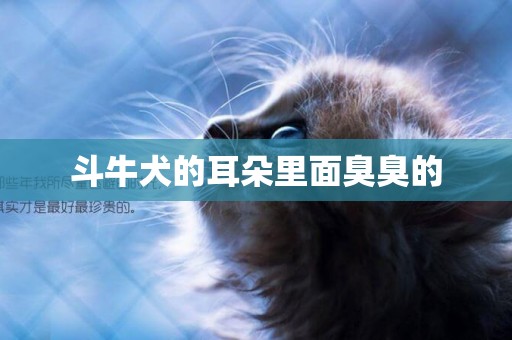 斗牛犬的耳朵里面臭臭的