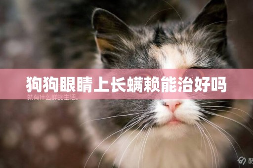 狗狗眼睛上長螨賴能治好嗎