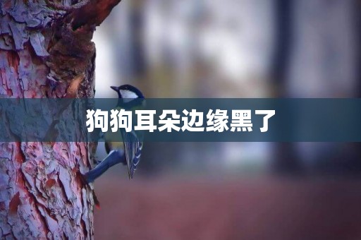 狗狗耳朵邊緣黑了