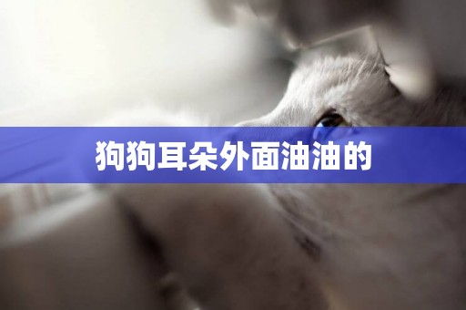 狗狗耳朵外面油油的