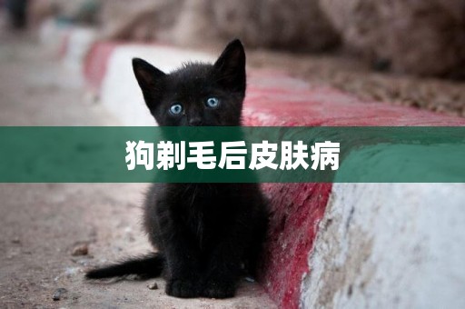 狗剃毛后皮膚病