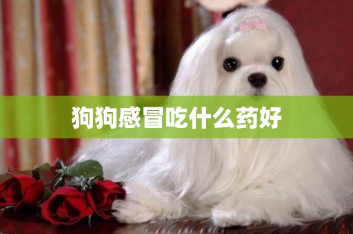 狗狗感冒吃什么藥好