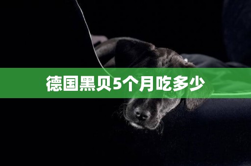 德國黑貝5個月吃多少