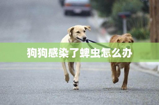 狗狗感染了蜱蟲怎么辦