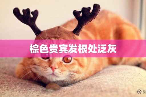 棕色貴賓發根處泛灰