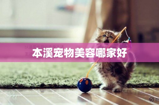 本溪寵物美容哪家好