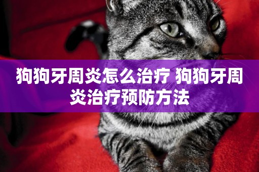 狗狗牙周炎怎么治療 狗狗牙周炎治療預防方法