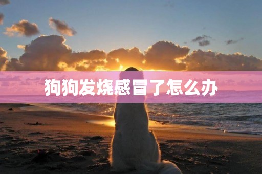 狗狗發燒感冒了怎么辦