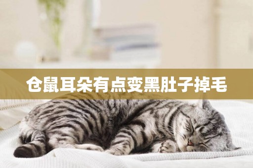 倉鼠耳朵有點變黑肚子掉毛