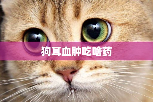 狗耳血腫吃啥藥