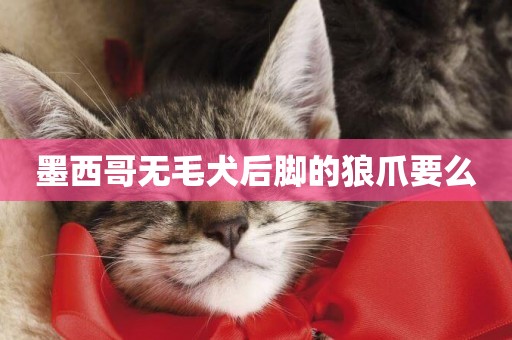 墨西哥無毛犬后腳的狼爪要么