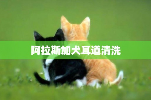 阿拉斯加犬耳道清洗