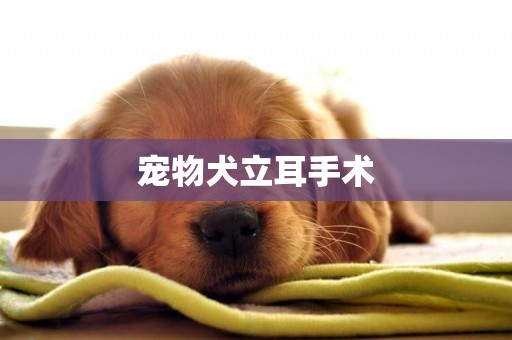 寵物犬立耳手術
