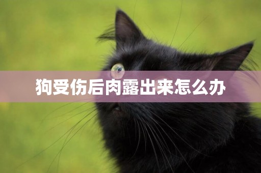狗受傷后肉露出來怎么辦