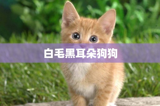 白毛黑耳朵狗狗