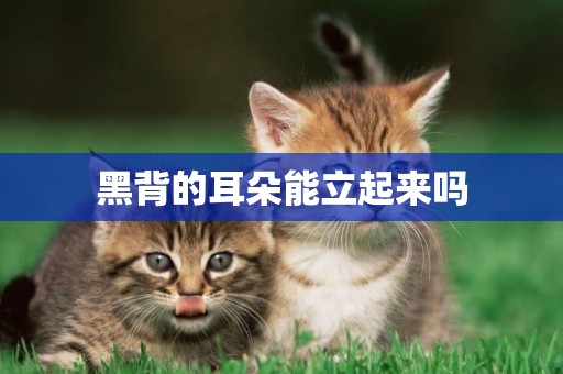 黑背的耳朵能立起來嗎