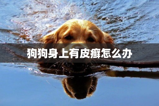 狗狗身上有皮癬怎么辦