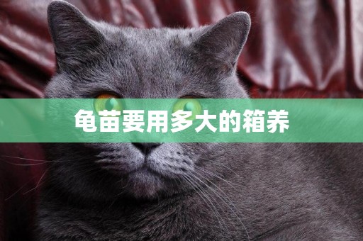 龜苗要用多大的箱養