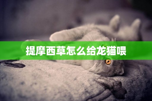 提摩西草怎么給龍貓喂