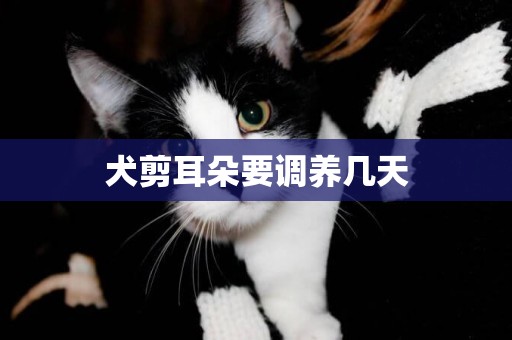 犬剪耳朵要調養幾天